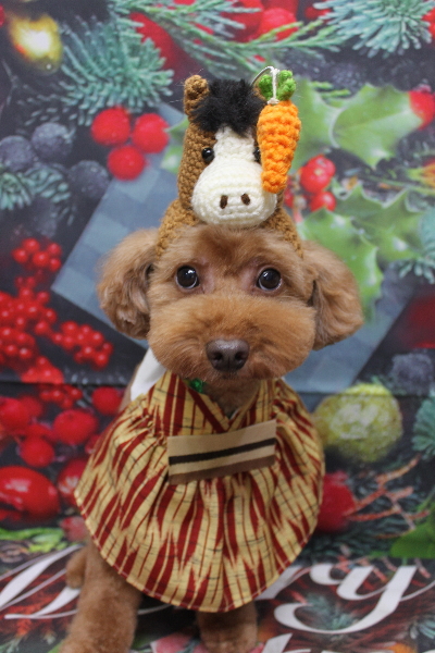 千葉県船橋市のトイプードルのトリミング画像