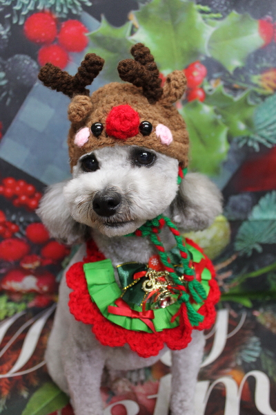 千葉県船橋市のトイプードルのトリミング画像