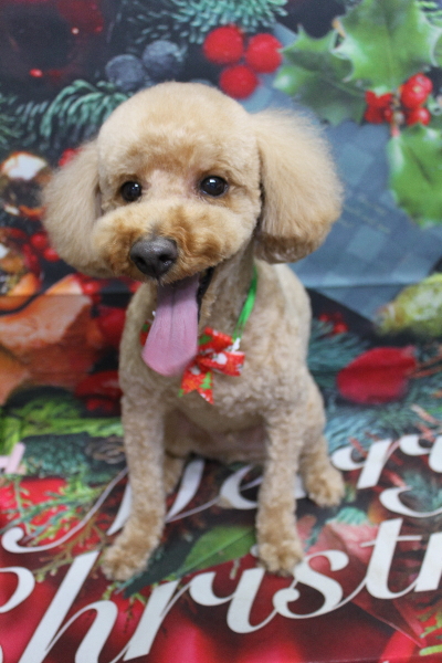 千葉県船橋市のトイプードルのトリミング画像