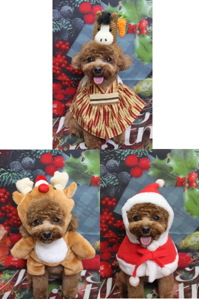 千葉県鎌ケ谷市トイプードルのトリミング画像