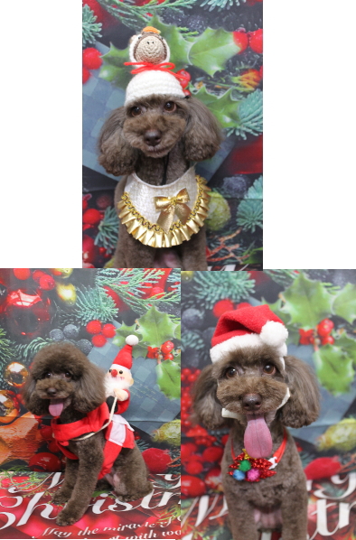 千葉県千葉市のトイプードルのトリミング画像