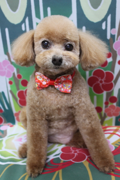 千葉県鎌ケ谷市のトイプードルのトリミング画像