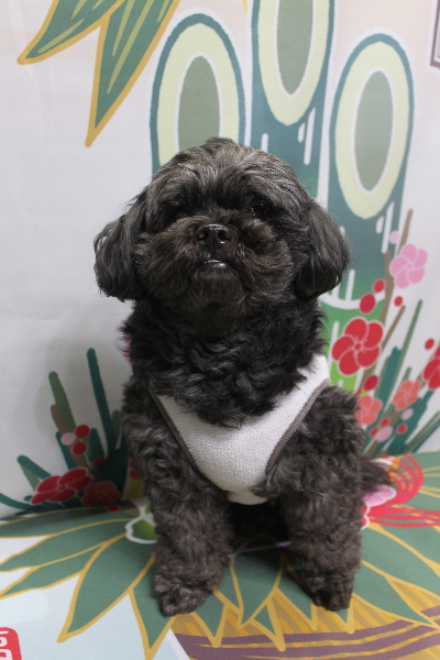 千葉県船橋市ミックス犬のトリミング前画像