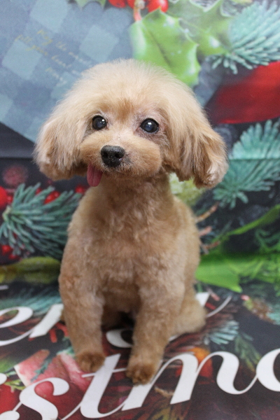 トイプードルブリーダーの成犬、トリミング画像