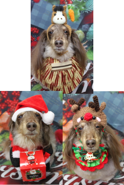 千葉県松戸市のミニチュアダックスのトリミング画像