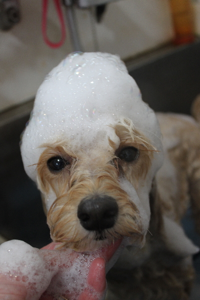 千葉県鎌ヶ谷市のミックス犬のシャンプー画像