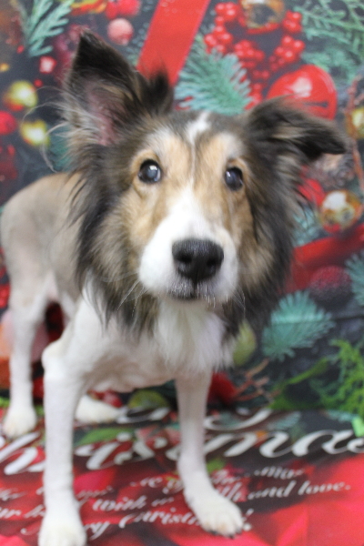 千葉県船橋市のシェルティーのトリミング画像