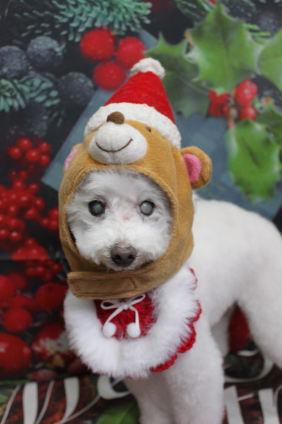 千葉県習志野市のトイプードルのトリミング画像