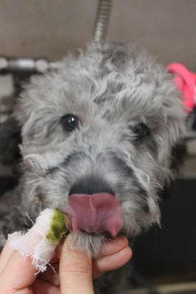 千葉県鎌ヶ谷市のトイプードルの歯磨き画像