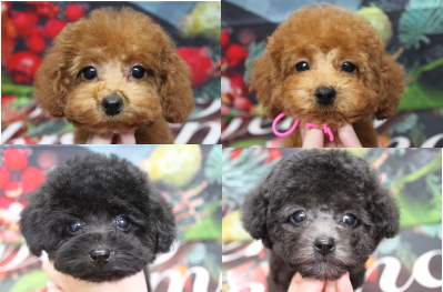 トイプードルブリーダーの子犬、トリミング画像