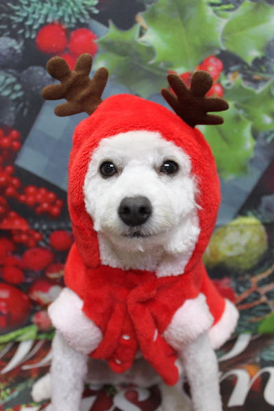 千葉県船橋市のトイプードルのトリミング画像