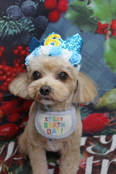 千葉県船橋市のミックス犬のトリミング画像