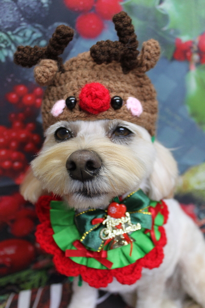 千葉県鎌ケ谷市のミックス犬のトリミング画像