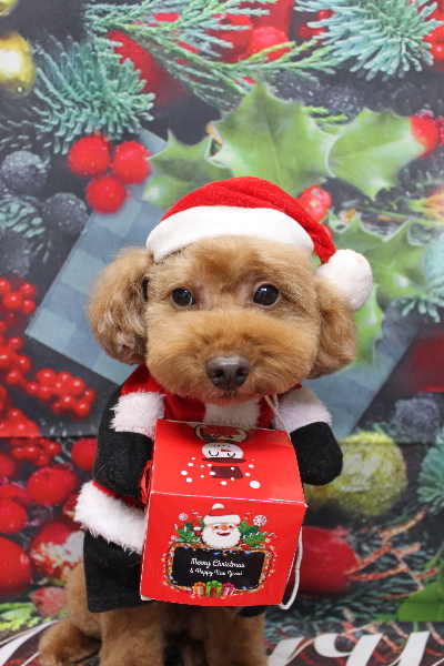 千葉県船橋市のトイプードルのトリミング画像