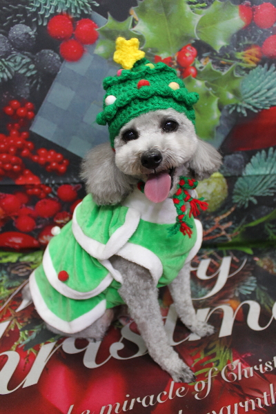 千葉県船橋市のトイプードルのトリミング画像