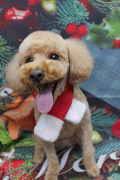 千葉県船橋市のトイプードルのトリミング画像