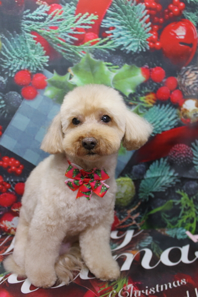 千葉県船橋市のトイプードルのトリミング画像