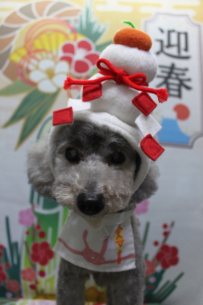 千葉県船橋市のトイプードルのトリミング画像