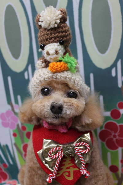 千葉県鎌ケ谷市のトイプードルのトリミング画像