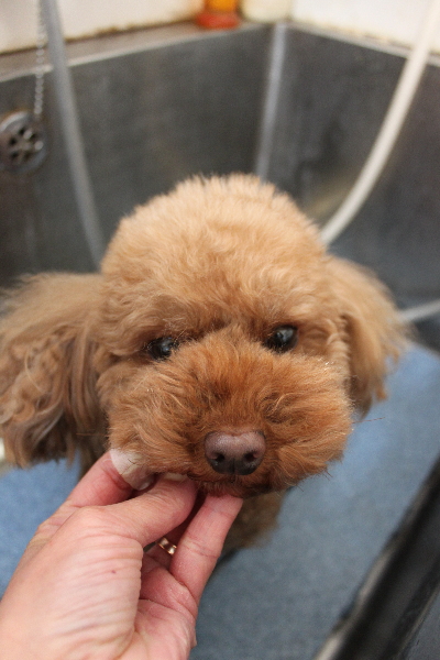神奈川県横浜市のトイプードルの歯磨き画像