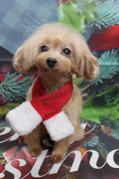 トイプードルブリーダーの成犬、トリミング画像