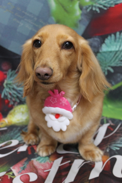 千葉県船橋市のミニチュアダックスのトリミング画像