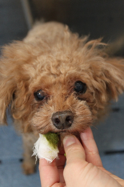 千葉県船橋市のトイプードルの歯磨き画像