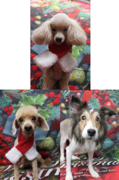 千葉県船橋市のトイプードルのトリミング画像