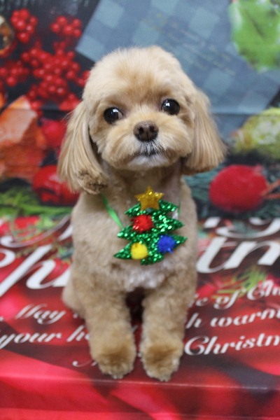 千葉県船橋市のミックス犬のトリミング画像