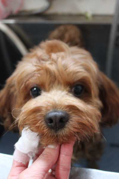 千葉県鎌ケ谷市のミックス犬の歯磨き画像