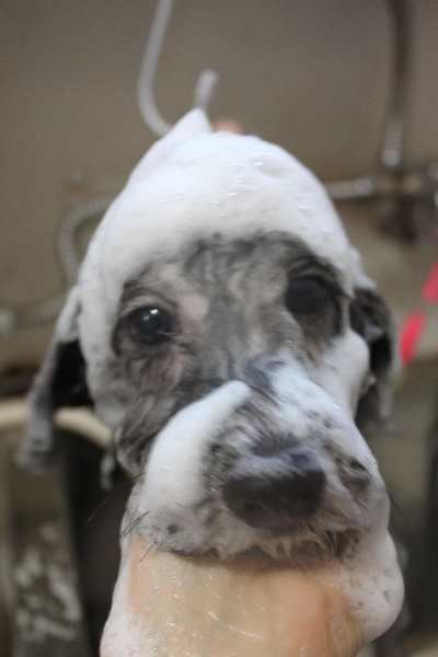 千葉県鎌ヶ谷市のトイプードルのシャンプー画像