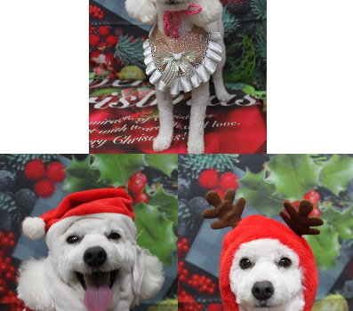 千葉県船橋市のトイプードルのトリミング画像