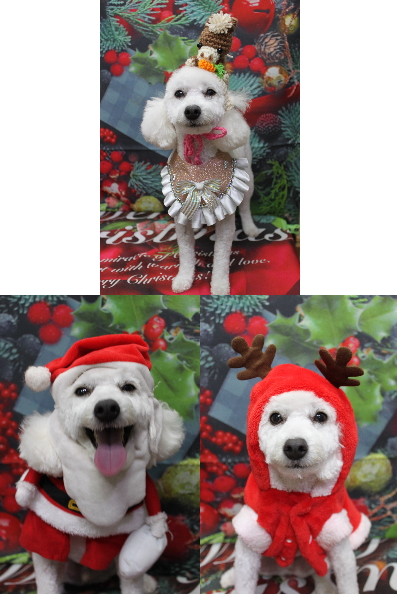 千葉県船橋市のトイプードルのトリミング画像