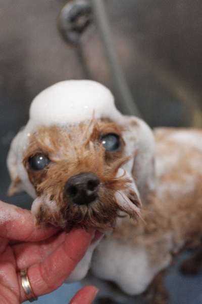 千葉県船橋市のトイプードルのシャンプー画像