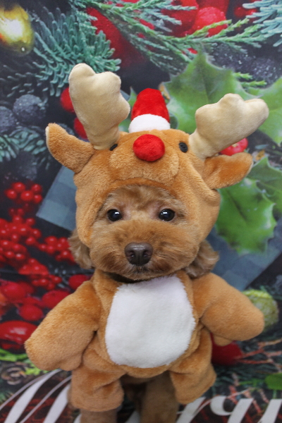 千葉県船橋市のトイプードルのトリミング画像