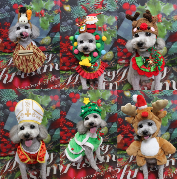 千葉県船橋市のトイプードルのトリミング画像