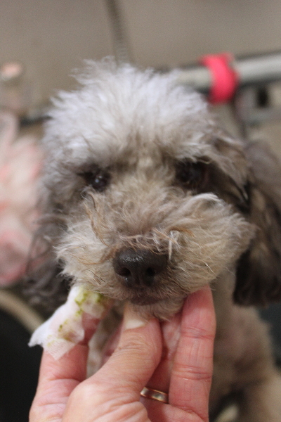 千葉県鎌ケ谷市のトイプードルの歯磨き画像