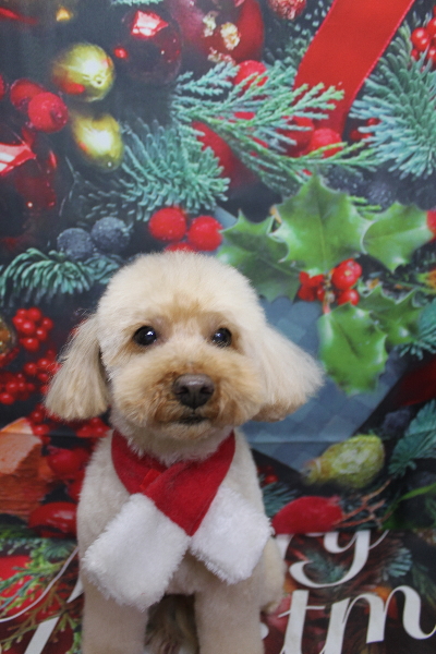 千葉県船橋市のトイプードルのトリミング画像