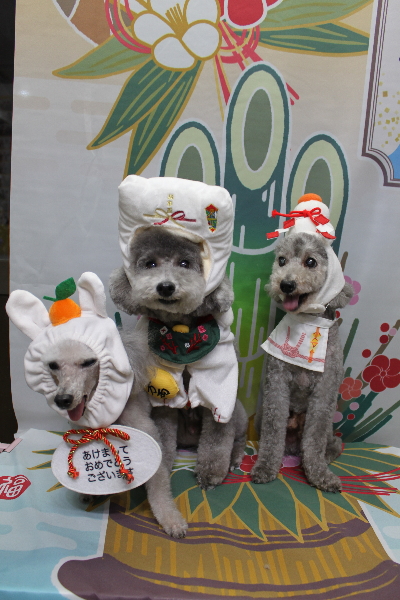 千葉県船橋市のトイプードルのトリミング画像