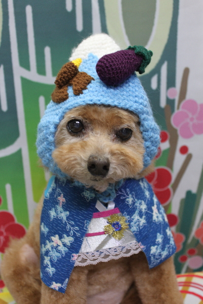 千葉県鎌ケ谷市のトイプードルのトリミング画像