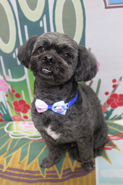 千葉県船橋市ミックス犬のトリミング画像