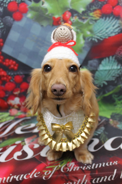 千葉県船橋市のミニチュアダックスのトリミング画像