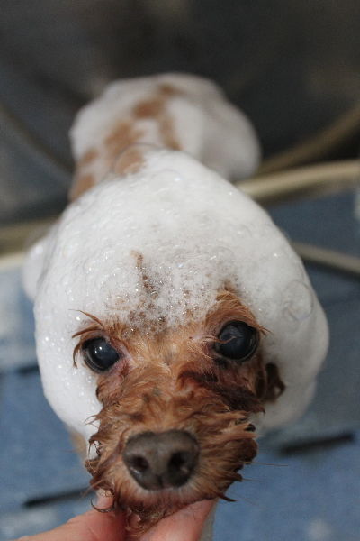 千葉県船橋市のトイプードルのシャンプー画像