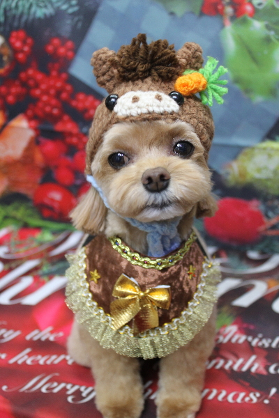 千葉県船橋市のミックス犬のトリミング画像