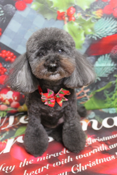 千葉県印西市のトイプードルのトリミング画像