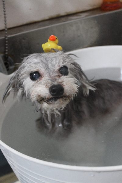 千葉県印西市のトイプードルの炭酸泉画像