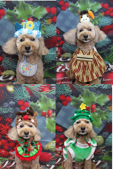 千葉県松戸市のトイプードルのトリミング画像