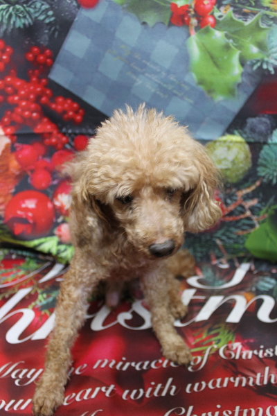 千葉県船橋市のトイプードルのトリミング前画像