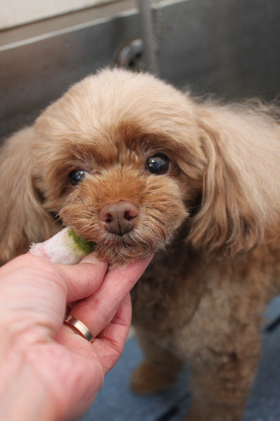 千葉県船橋市のトイプードルの歯磨き画像