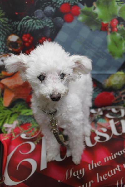 千葉県習志野市のトイプードルのトリミング前画像